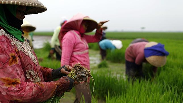 Mujeres recogiendo arroz