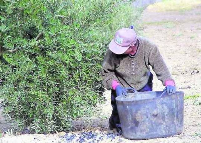 Tensión en el campo por el bajo precio de la aceituna de verdeo Tensión en el campo por el bajo precio de la aceituna de verdeo