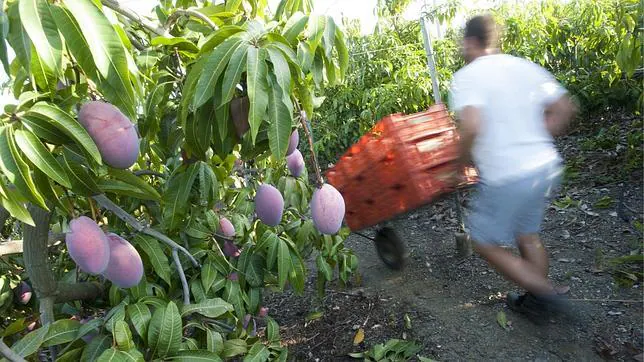 cultivo-mango-malaga--644x362.jpg