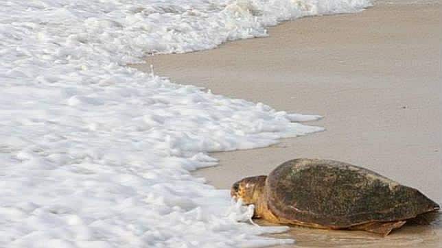 El CRETA ha rescatado el ltimo ao a 55 tortugas heridas 