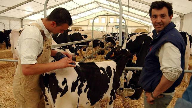 Dos veterinarios atienden ganado vacuno en el Valle de los Pedroches