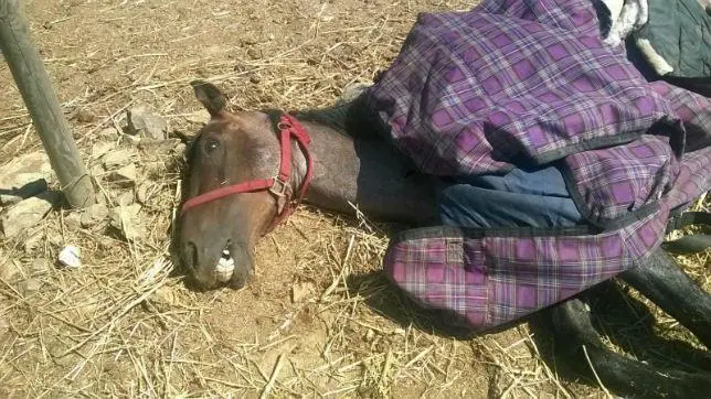 Imputado por maltratar a caballos en La Línea de la Concepción