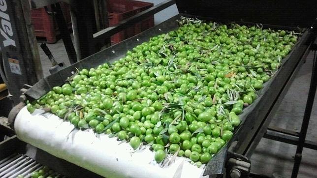 Reclaman al Ayuntamiento de Utrera la reunión de la mesa de la aceituna Reclaman al Ayuntamiento de Utrera la reunión de la mesa de la aceituna