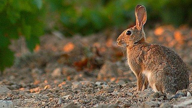 El Gobierno invierte 200.000 euros en el fomento del conejo en fincas de Doñana