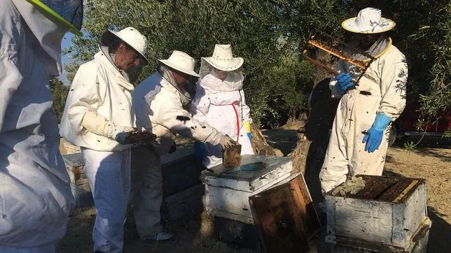 La producción de miel vuelve a desplomarse