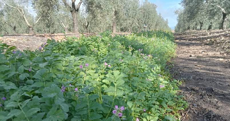 Jornada Gratuita En C Rdoba Sobre El Manejo De Cubiertas Vegetales En