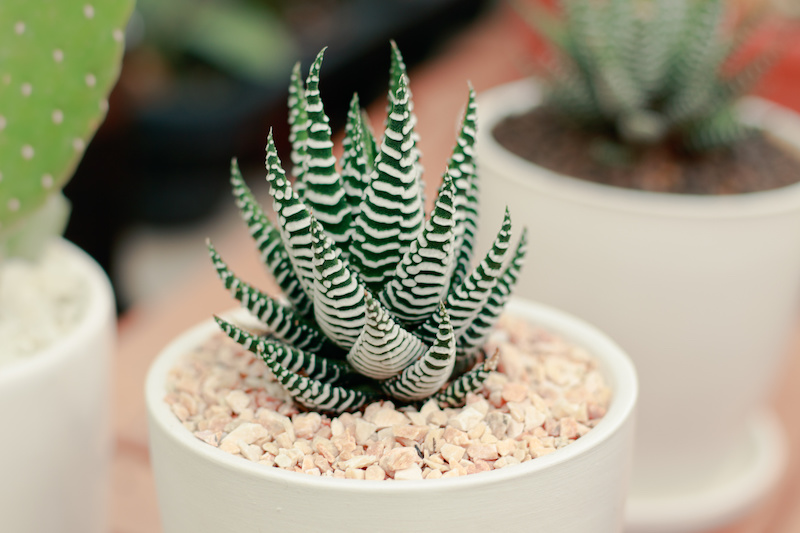 Plantas Suculentas De Interior El Toque Verde Que Necesita Tu Casa Si