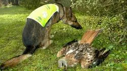 Así trabaja la unidad canina que lucha contra el uso de cebos envenenados en cotos de caza y fincas