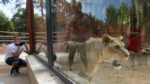 La leona del recinto zoológico de Córdoba