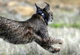 Nairobi, el lince nacido en Sevilla que acab&oacute; viviendo en Portugal