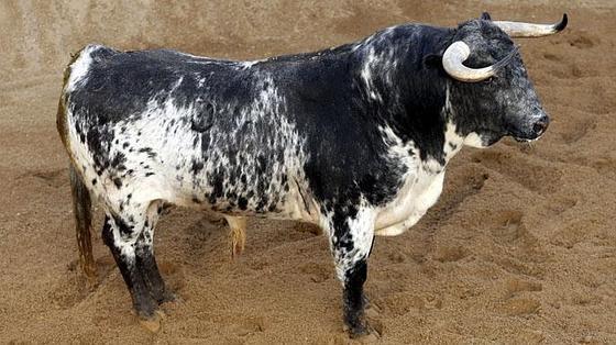 Pimer toro de la tarde, Beato, de 579 kilos, con guarismo 2