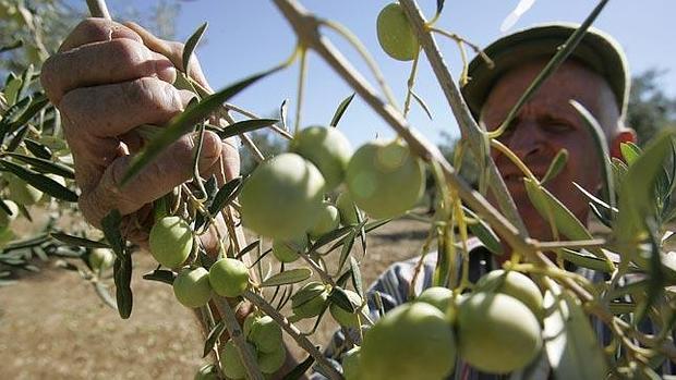 En la provincia se han arrancado miles de olivos manzanillo y gordal por su escasa rentabilidad