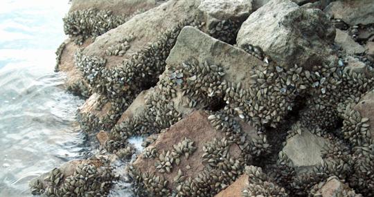 Esta especie avanza en el Bajo Guadalquivir y el río Genil