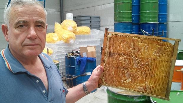 El apicultor estepeño Salvador Robles con un cuadro afectado por la mortandad de abejas