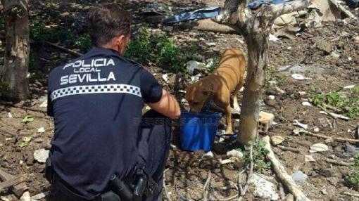 Un agente de la Policía Local atiende al perro atado a un árbol en Amate