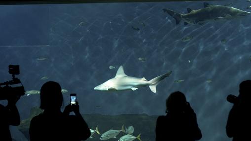 El acuario de Sevilla cuenta con 7.000 animales de 400 especies