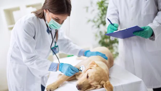 Veterinarios alertan de riesgos para las mascotas por la caída de vacunaciones