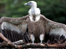 El Seprona rescata a un buitre leonado desnutrido en la costa granadina