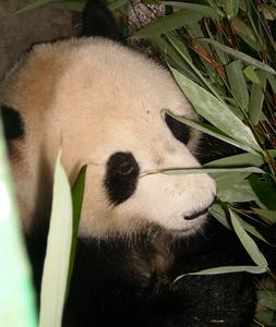 La osa panda del Zoo de Madrid ha sido inseminada artificialmente