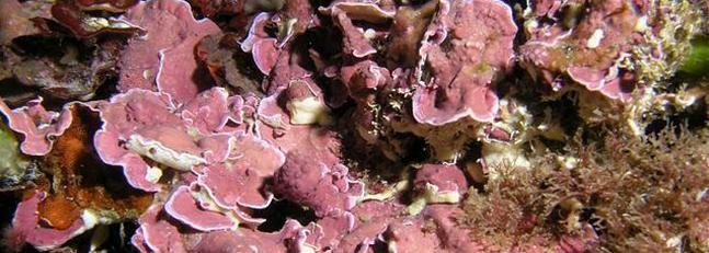 El pasado tropical de las algas mediterr�neas