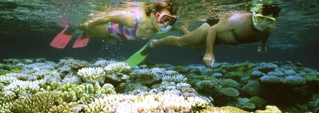 Los arrecifes de coral podrían desaparecer durante este siglo