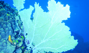 Empresas de EE.UU. elaboran combustibles a partir de algas