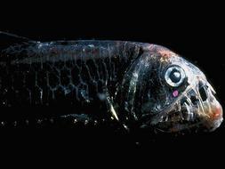 El «Top 20» de los animales más raros del Planeta