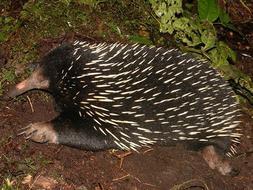 El «Top 20» de los animales más raros del Planeta