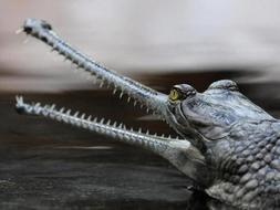 El «Top 20» de los animales más raros del Planeta