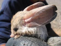 El «Top 20» de los animales más raros del Planeta