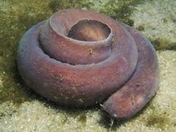 El «Top 20» de los animales más raros del Planeta