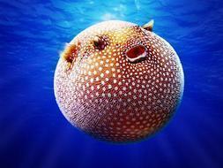 El «Top 20» de los animales más raros del Planeta