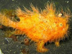 El «Top 20» de los animales más raros del Planeta
