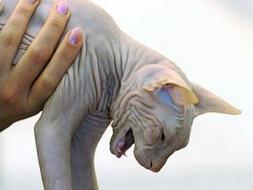 El «Top 20» de los animales más raros del Planeta