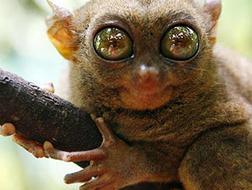 El «Top 20» de los animales más raros del Planeta