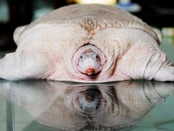 El «Top 20» de los animales más raros del Planeta