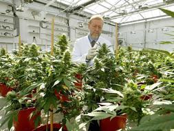 El cannabis podr�a ayudar a combatir el c�ncer de pr�stata