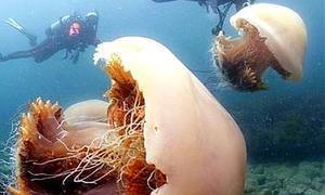 Japón se prepara para una invasión de medusas gigantes