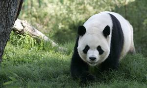 Los pandas de Madrid, de cumpleaños