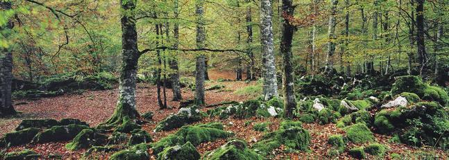 España necesita plantar 2.000 millones de árboles en 20 años