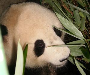 La osa panda del Zoo pierde a su cría