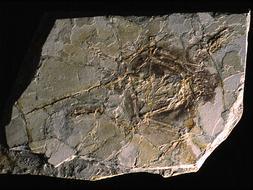 Los cinco mayores fraudes científicos que llegamos a creernos