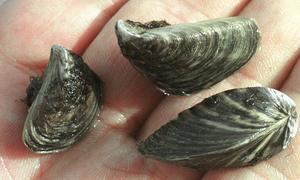 Millones de euros para acabar con el molusco inquilino del r�o Ebro