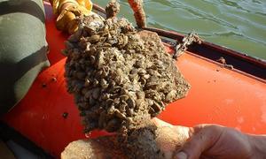 La cuenca del Ebro blinda sus embalses para frenar el contagio del mejill�n cebra