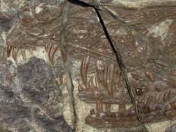 Hallan una terrible ave prehistórica que paralizaba a sus víctimas con veneno