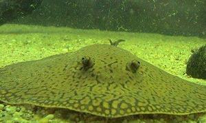 El pez capaz de utilizar �herramientas�