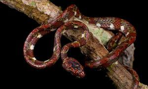 Ranas que ponen huevos en los árboles y una serpiente comebabosas