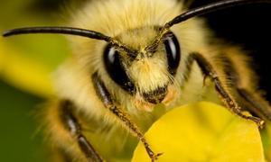 ¿Cómo pueden las abejas reconocer rostros humanos?