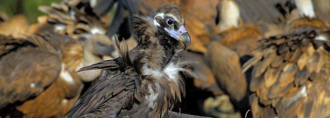 La colonia de buitre negro en la sierra se duplica
