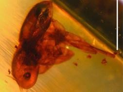 Raros insectos y arañas que convivieron con los dinosaurios aparecen atrapados en ámbar en Etiopía